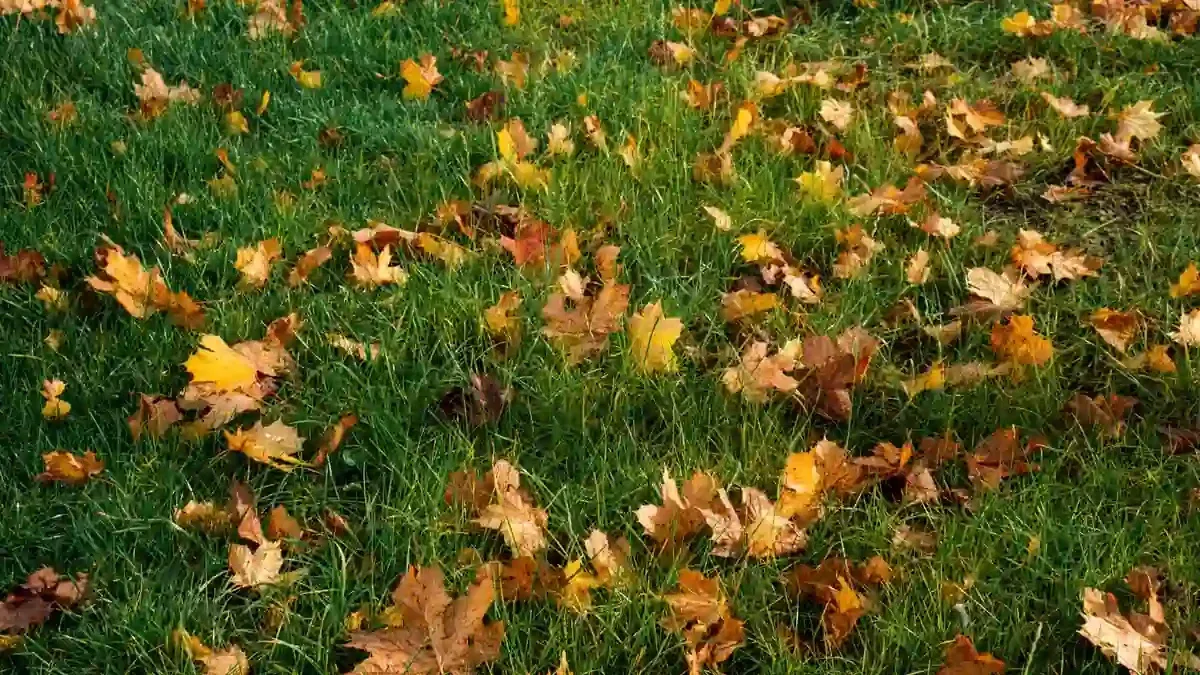 Foglie cadute sul prato: perché lasciarle tutte lì può soffocare l’erba proprio quando arriva l’umidità