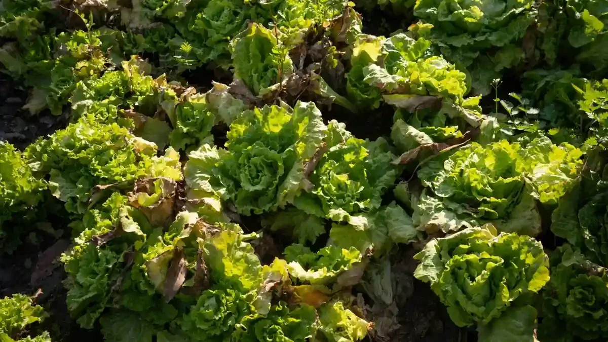 Lattuga d’autunno appena trapiantata: quando il sole di ottobre può ancora farla appassire