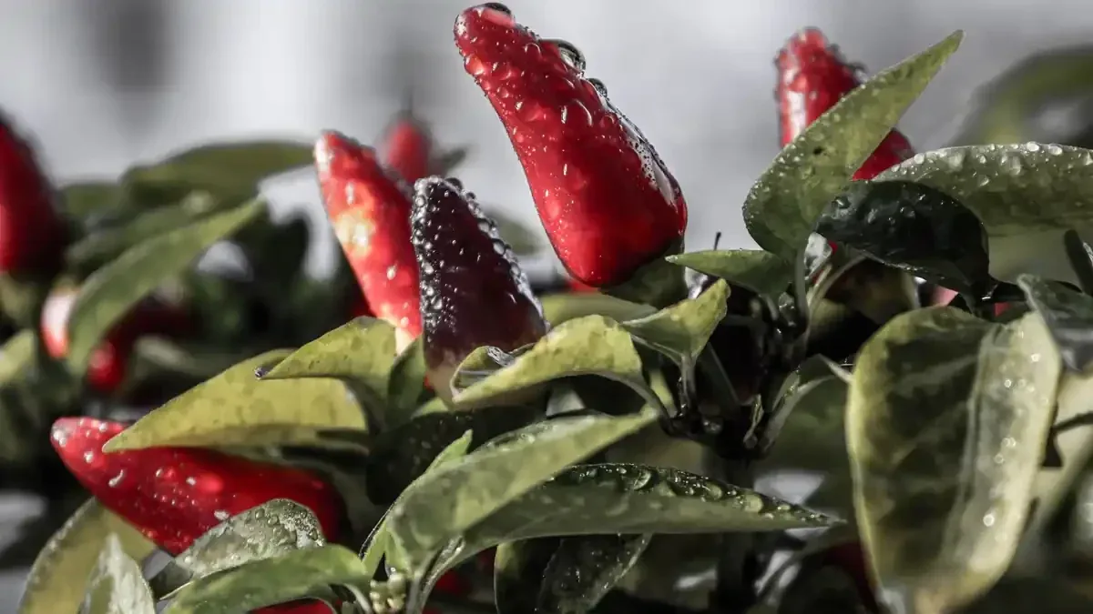 Peperoncini con le prime notti fredde: raccoglierli o lasciarli maturare sulla pianta?