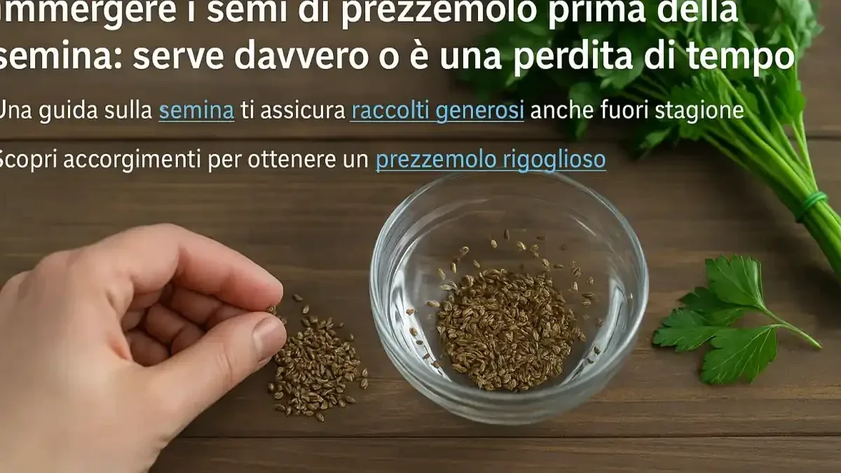 Prezzemolo in autunno: perché ingiallire non significa sempre che abbia bisogno di concime