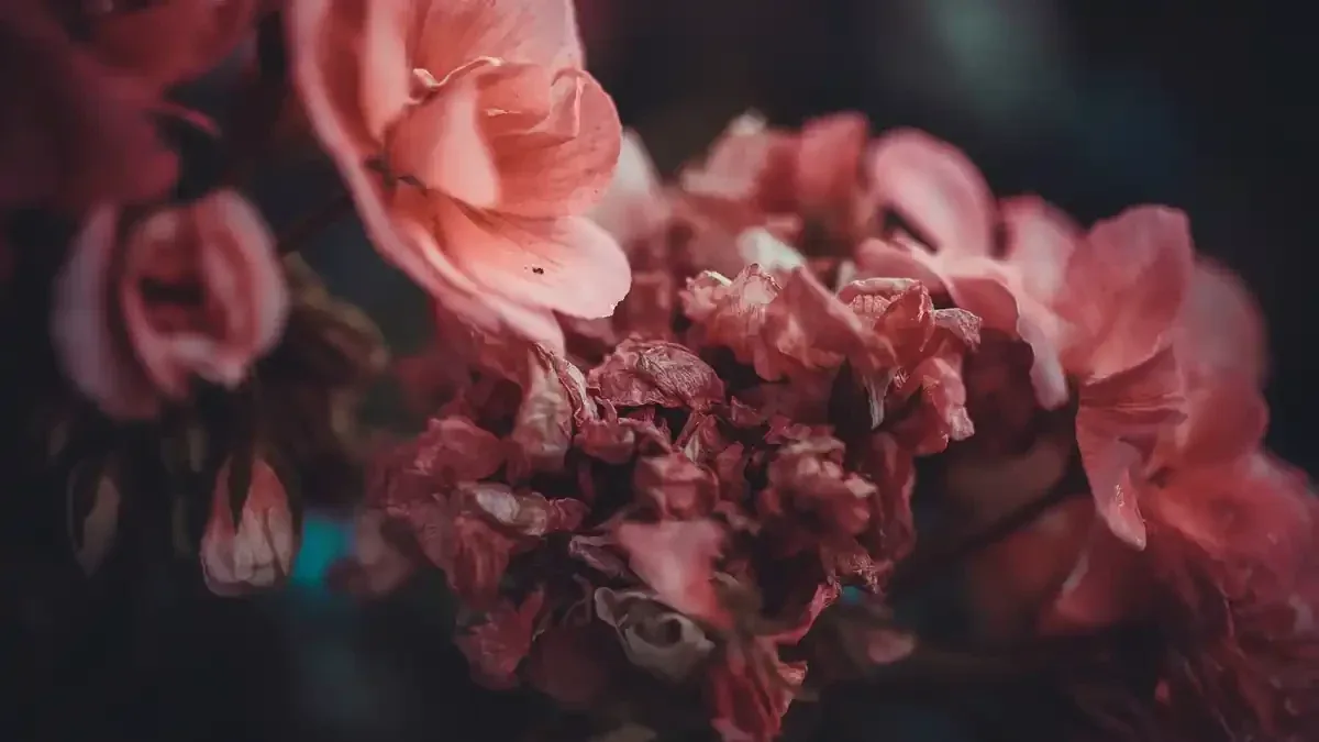 Ortensie dopo l’estate: perché togliere subito tutti i fiori secchi non è sempre necessario