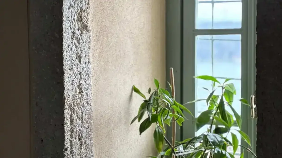Camelia in vaso prima dell’inverno: perché posizione e acqua contano già in autunno