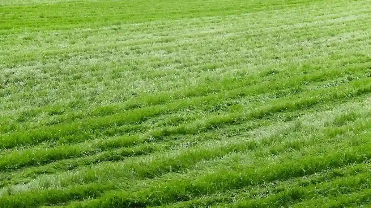 Erba tagliata in autunno: lasciarla sul prato o raccoglierla?