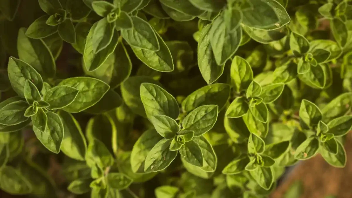 Origano in vaso a fine stagione: cosa tagliare e cosa lasciare fino alla primavera