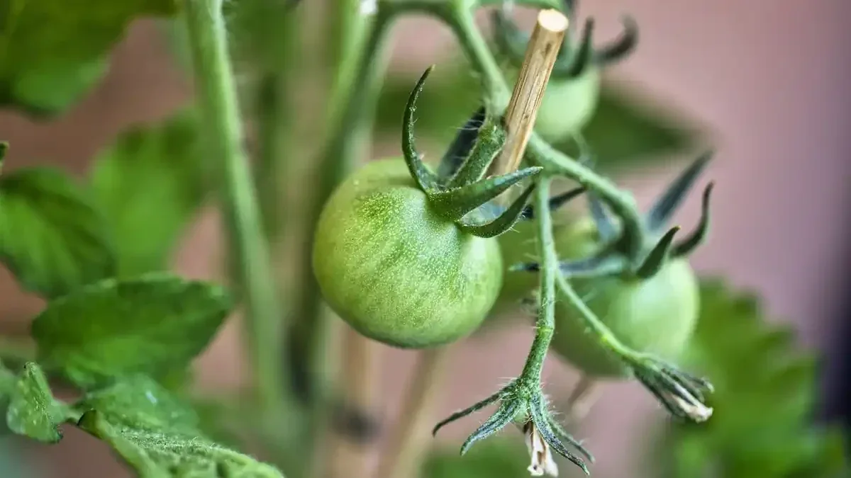 Pomodori a fine stagione: togliere le foglie accelera davvero la maturazione?
