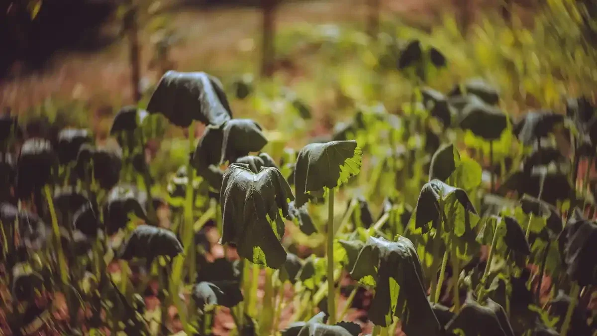 Valeriana appena spuntata: quando il terreno umido è giusto e quando sta diventando troppo bagnato