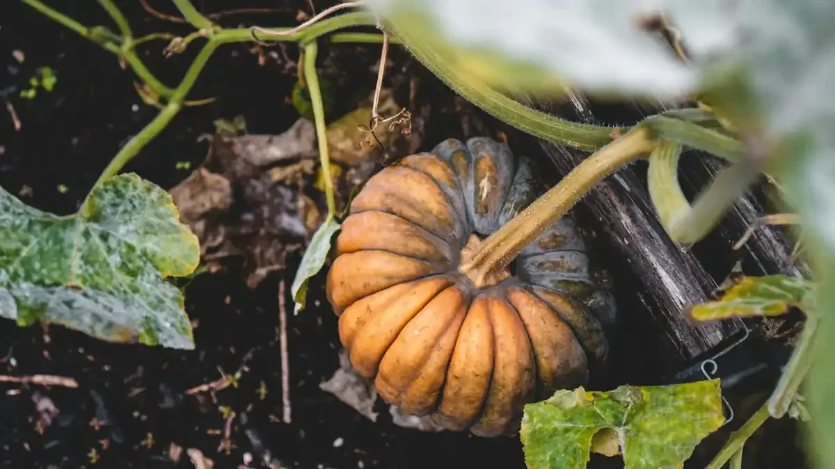 Zucca ancora verde sulla pianta: aspettare o raccoglierla prima del freddo?