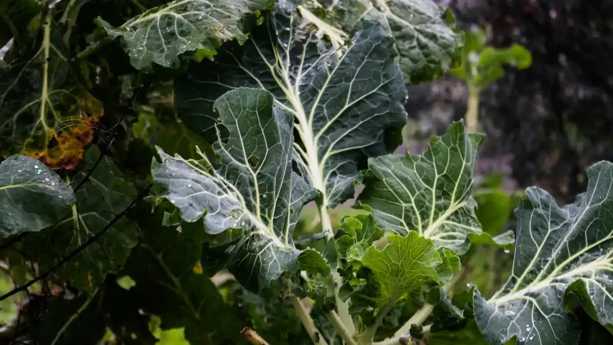 Cavolfiore in crescita in autunno: quando le foglie esterne vanno lasciate anche se sono rovinate ai bordi