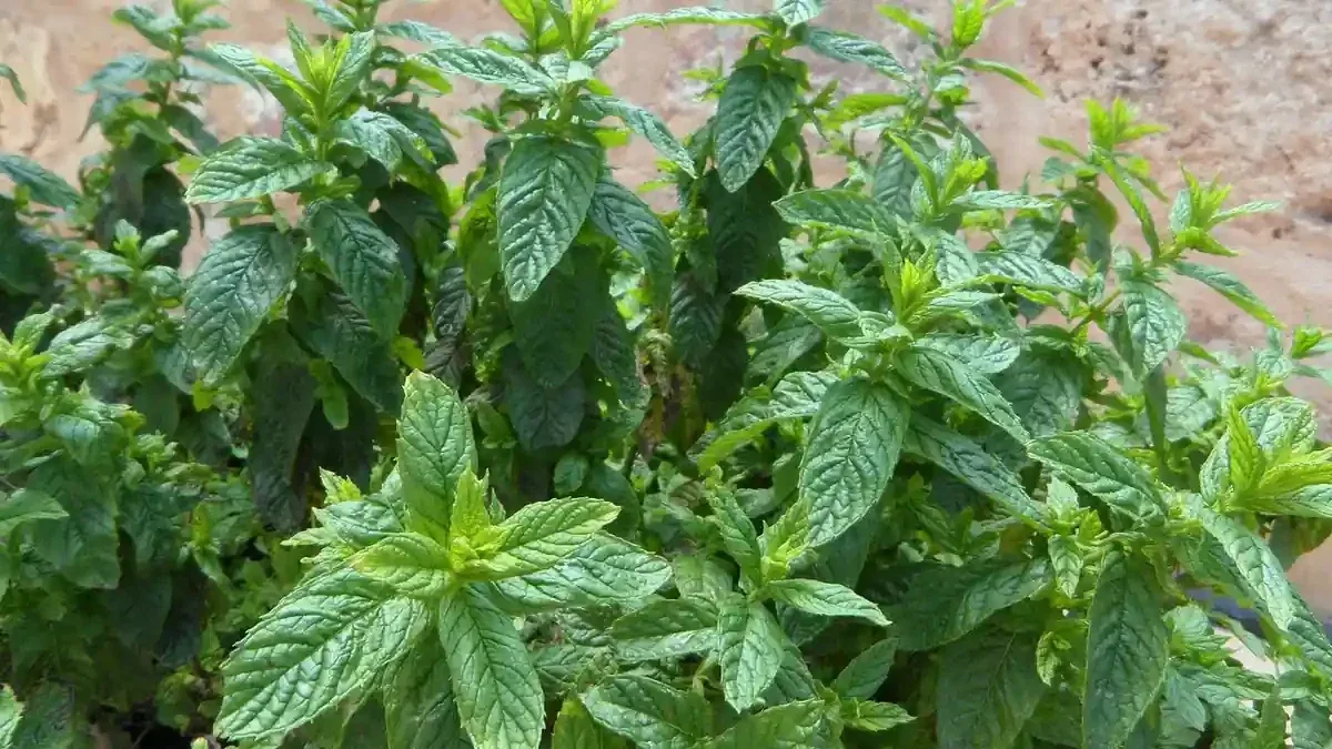 Menta che esce dal vaso con i fusti striscianti: contenerla senza tagliare tutta la pianta