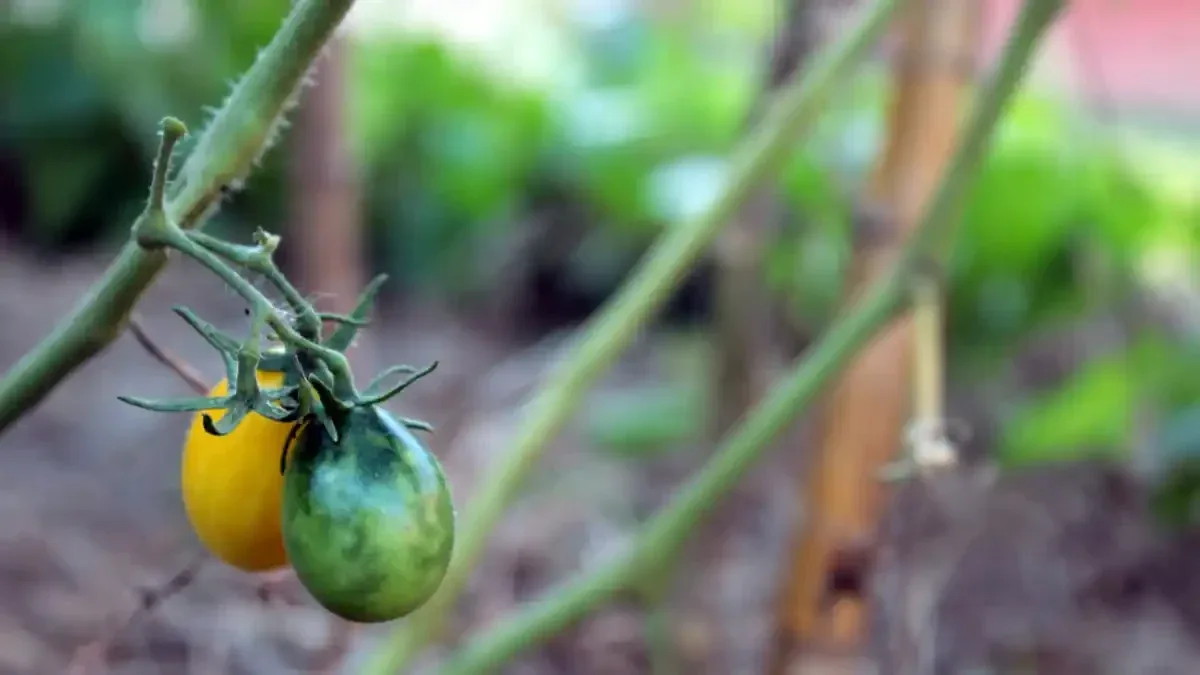 Pomodori con macchie scure sui frutti: quando separare quelli sospetti dal raccolto