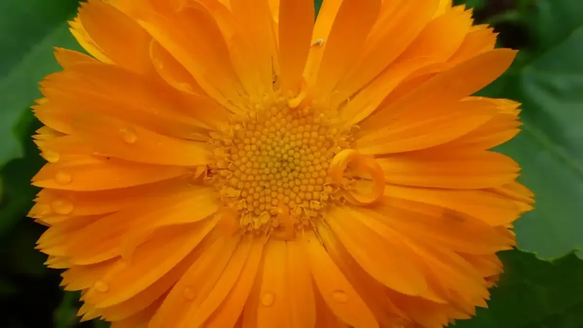 Quando separare i semi di calendula ancora umidi prima di riporli