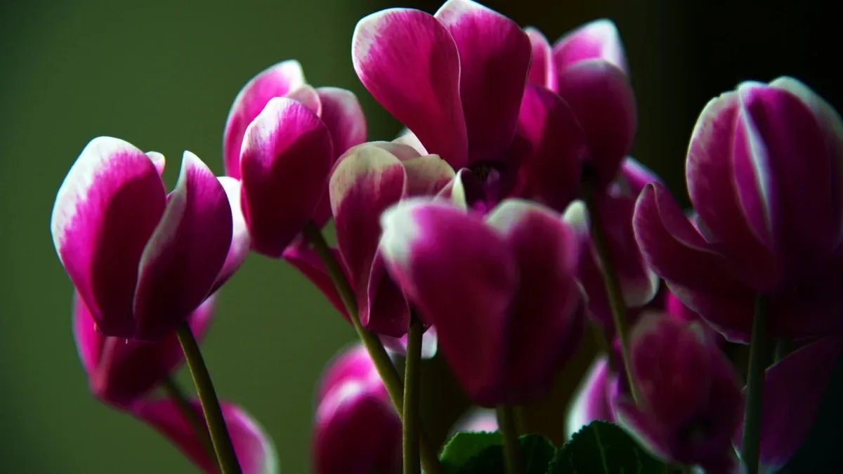 Il ciclamino ha tanti boccioli ma pochi fiori aperti: cosa controllare prima di spostarlo