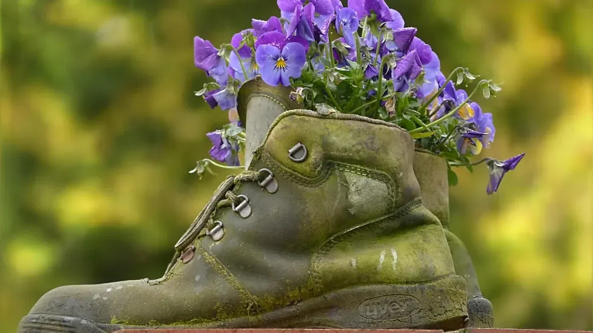 Viole del pensiero appena piantate: perché i fiori si afflosciano dopo le prime piogge