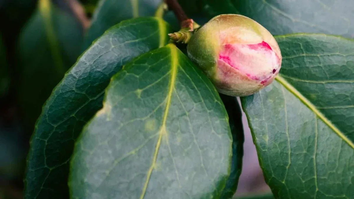 Camelia con boccioli già formati a ottobre: quando lasciarla fuori e quando proteggerla