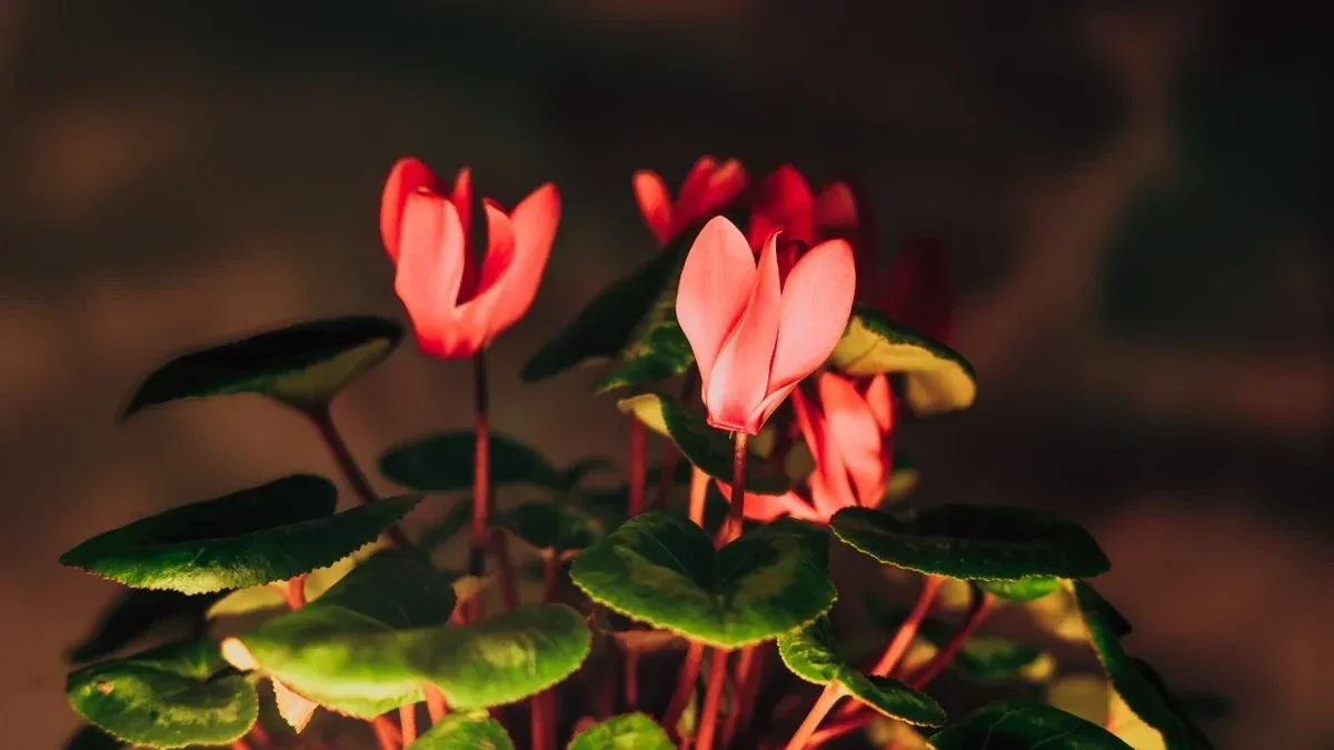 Ciclamino con foglie sane ma fiori che durano poco: cosa osservare nel vaso