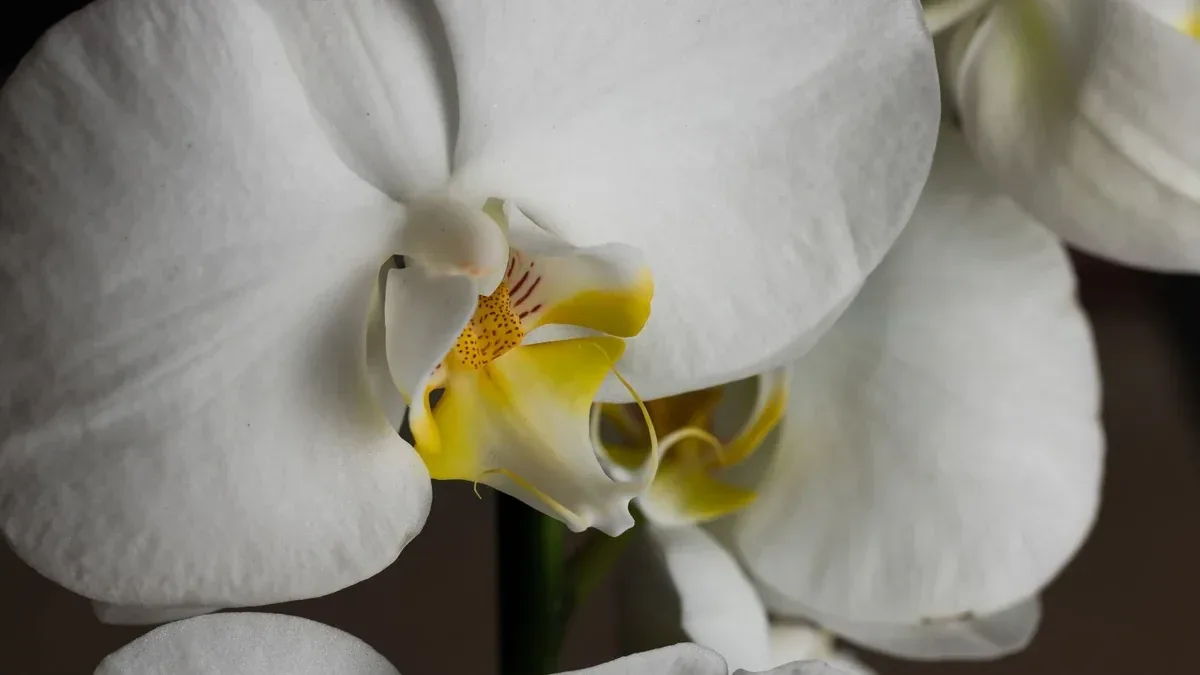 L’orchidea ha perso l’ultimo fiore: tagliare lo stelo adesso oppure aspettare?