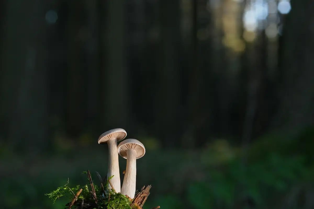 Fungo osservato nel suo ambiente naturale