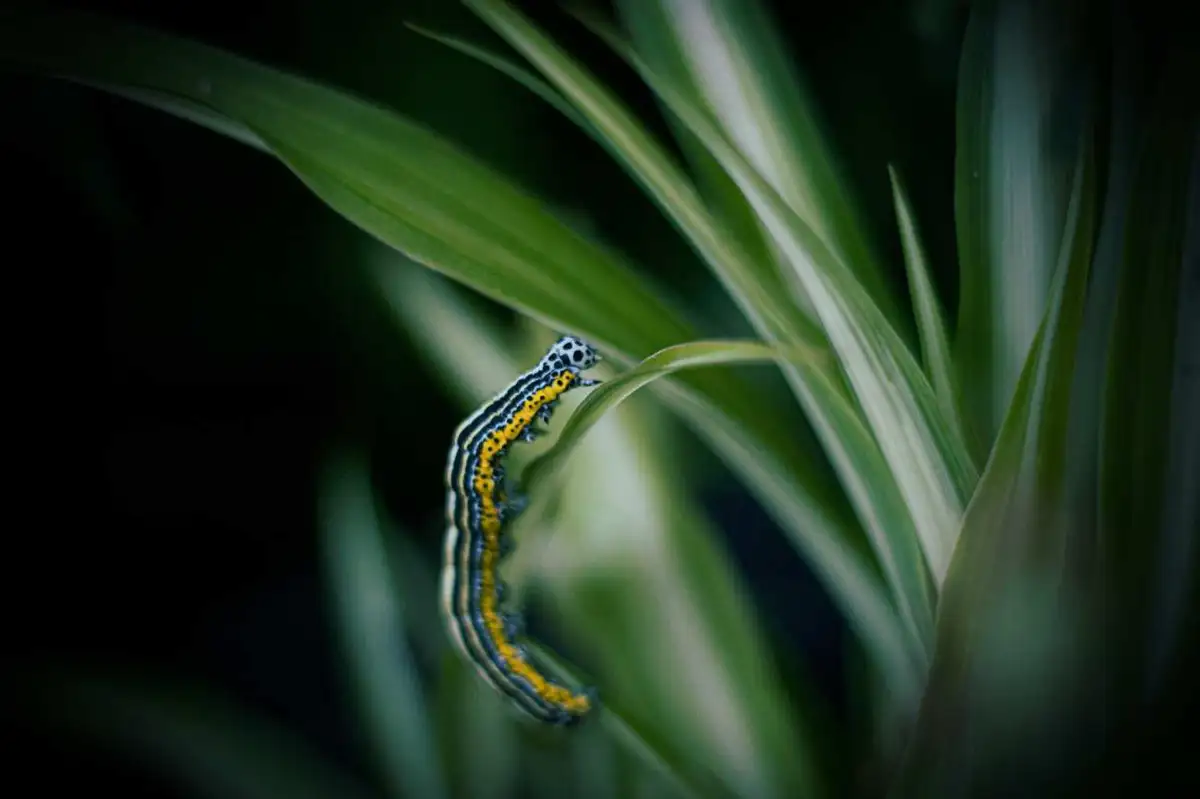 Bruco su vegetazione, esempio di larva di lepidottero
