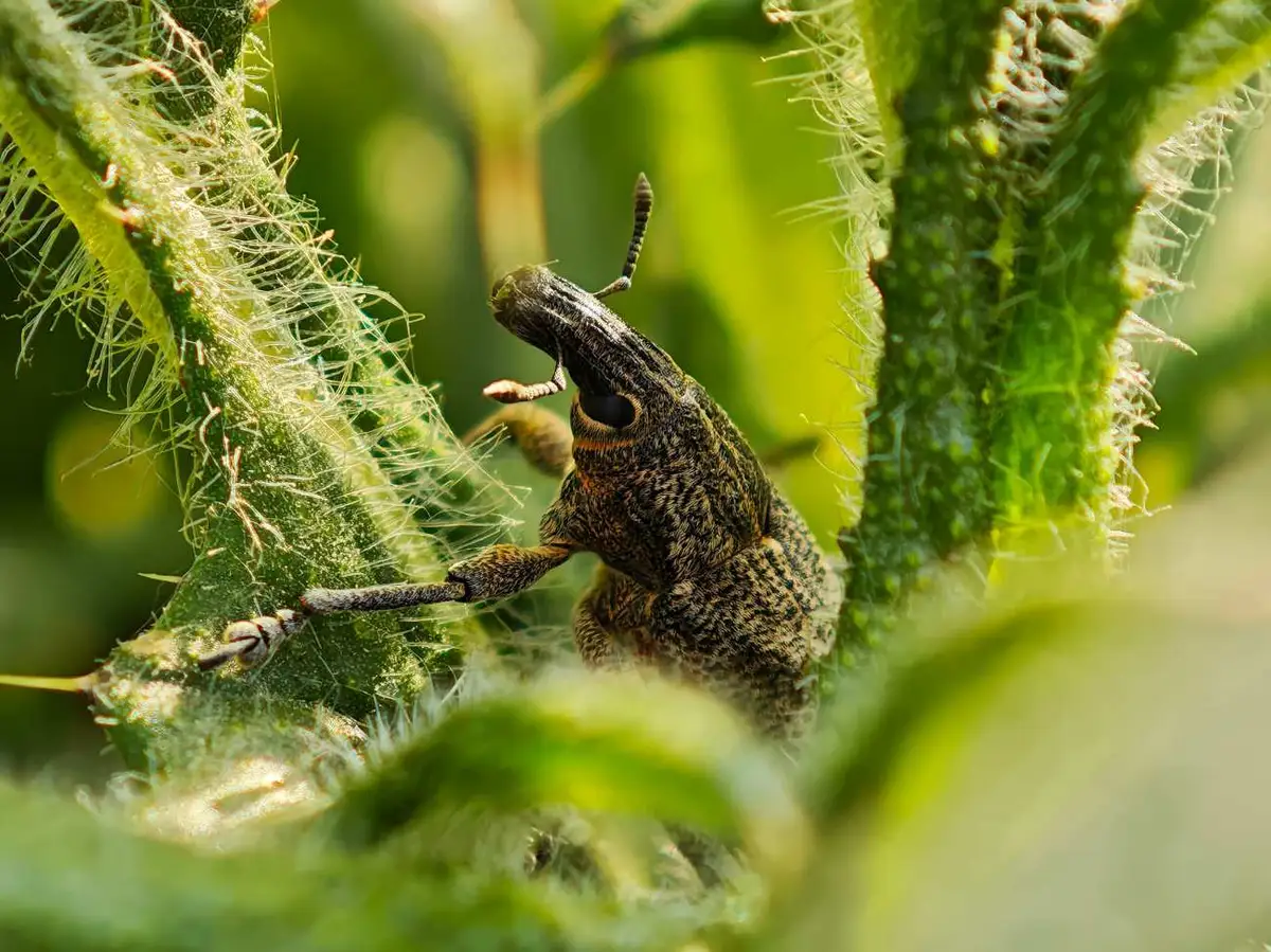 Punteruolo fotografato in natura, immagine illustrativa