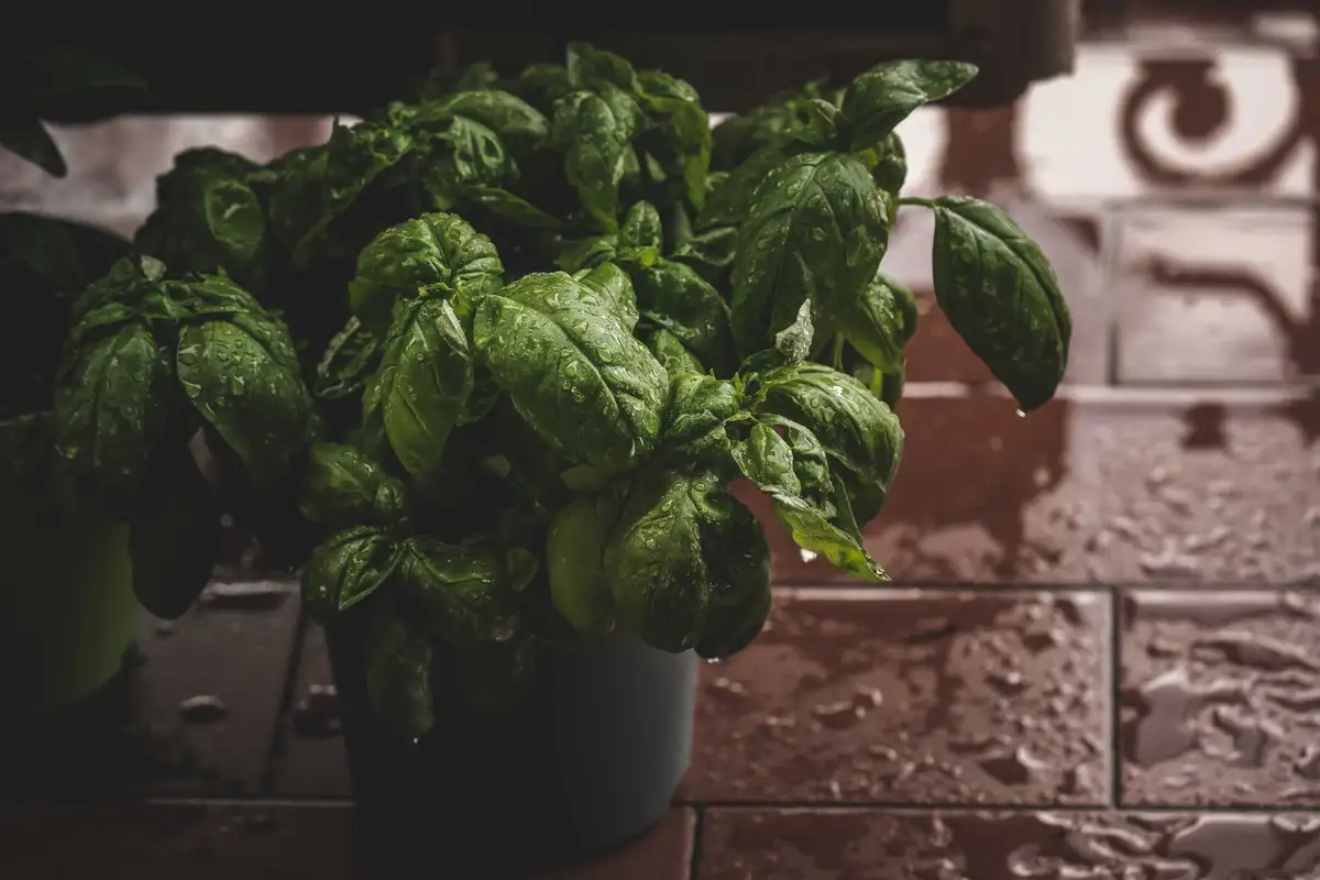 Pianta di basilico dalle foglie verdi