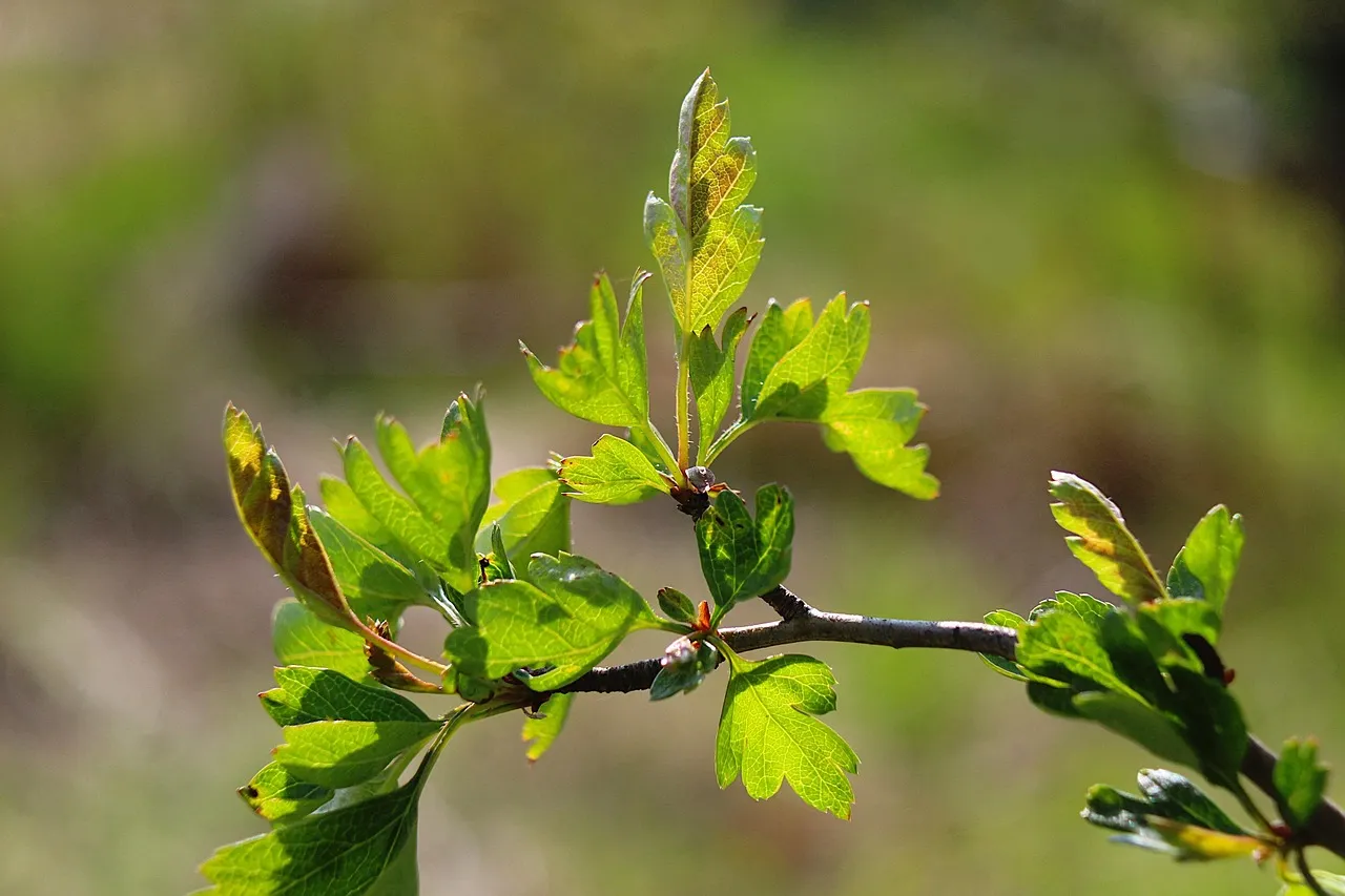 Biancospino in fiore con piccoli fiori bianchi