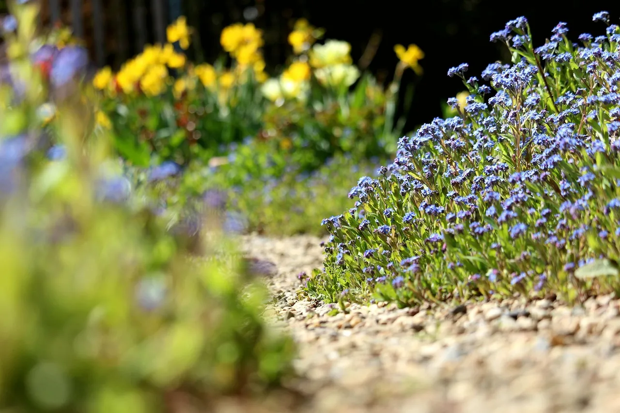 Borragine in fiore, con fiori azzurri e foglie verdi