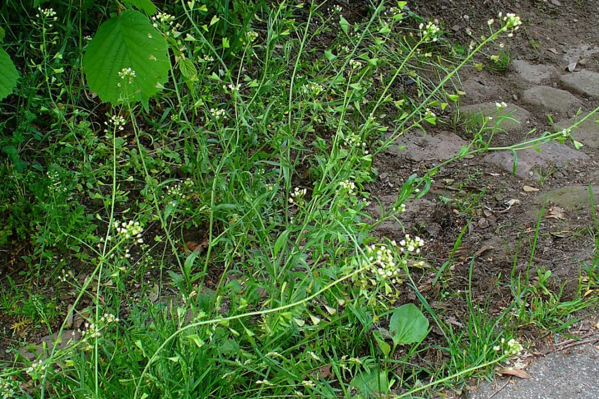 Capsella bursa-pastoris spontanea con fiori e frutti triangolari