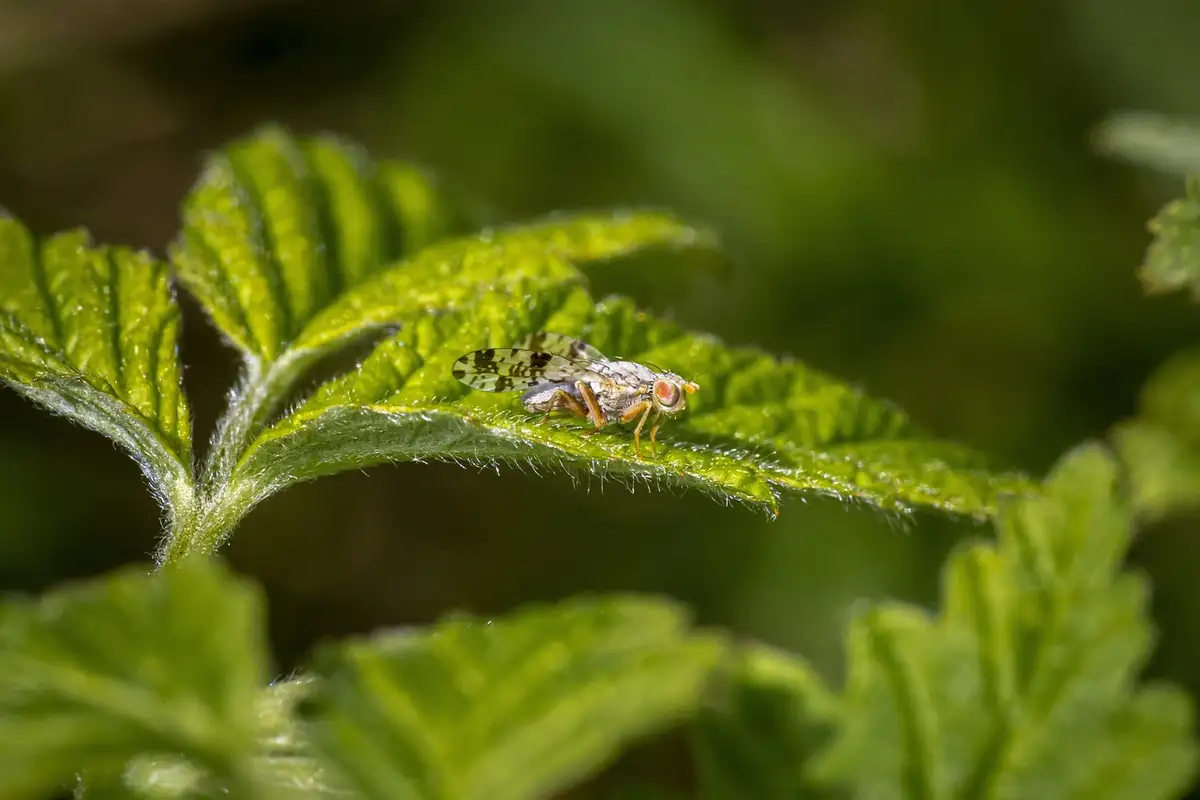 Mosca della frutta fotografata da vicino