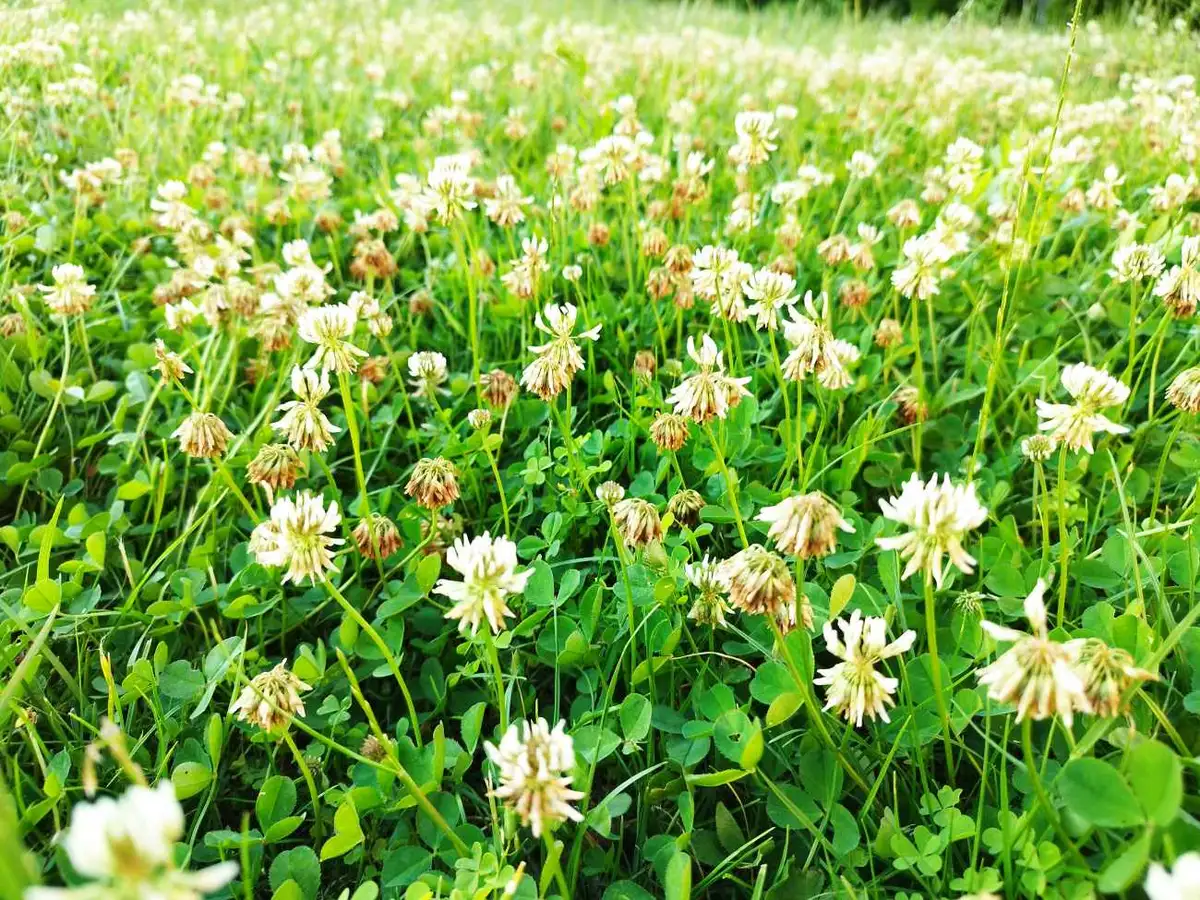 Coltivazione di copertura verde su terreno agricolo