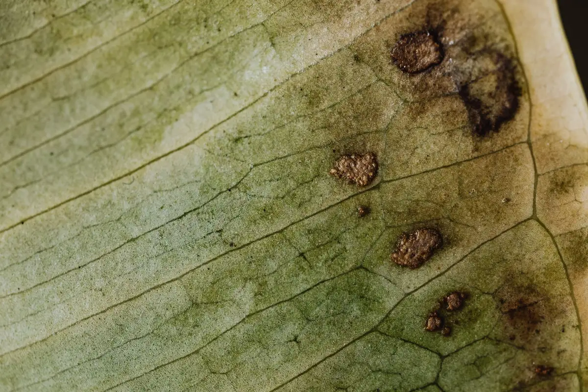 Foglie di vite, immagine illustrativa per il riconoscimento dell’erinosi