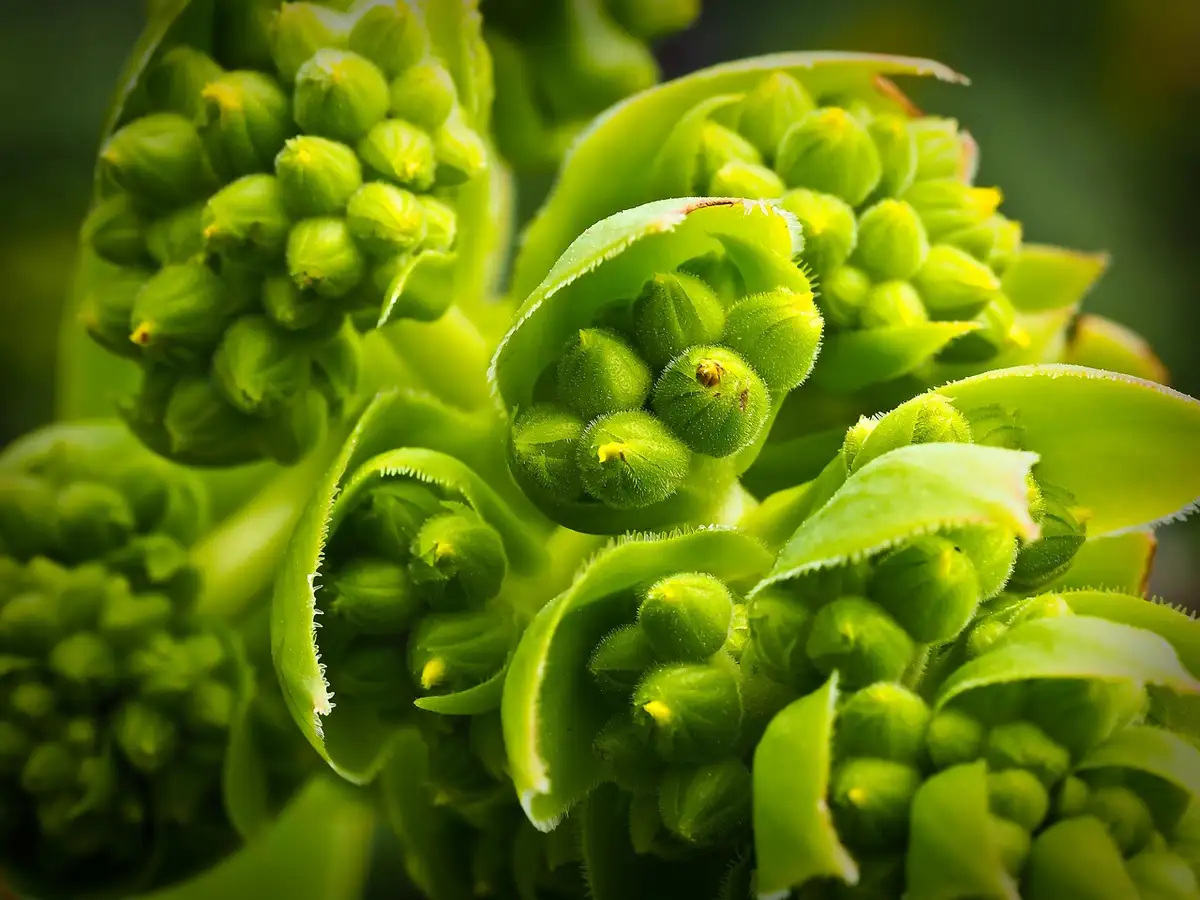 Fiori osservati da vicino sulla pianta, fotografia botanica illustrativa