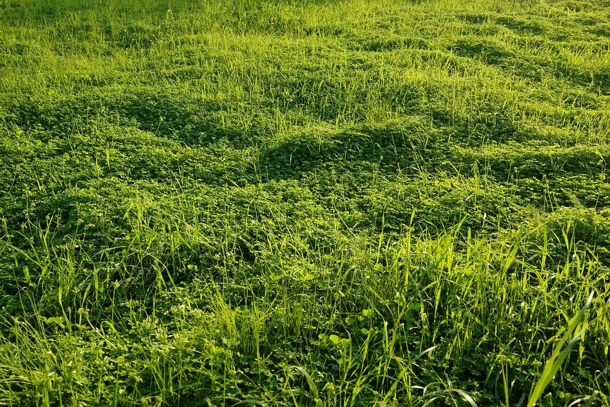 Prato foraggero e vegetazione erbacea destinata allo sfalcio