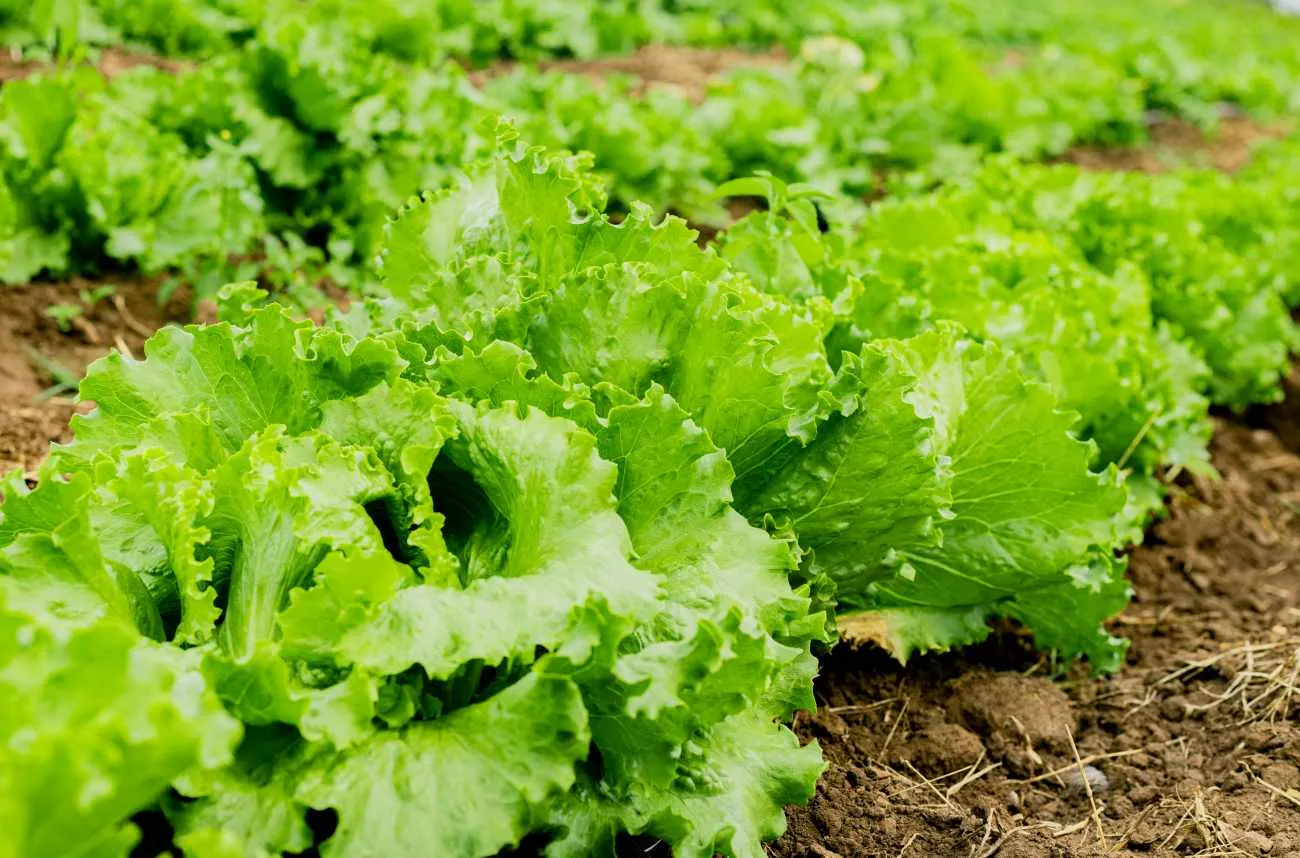 Cespo di indivia coltivato nell’orto