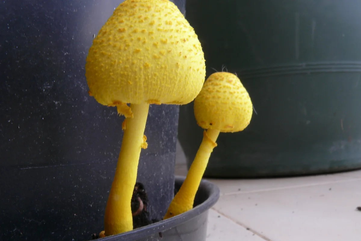 Due funghi gialli Leucocoprinus birnbaumii cresciuti in un vaso