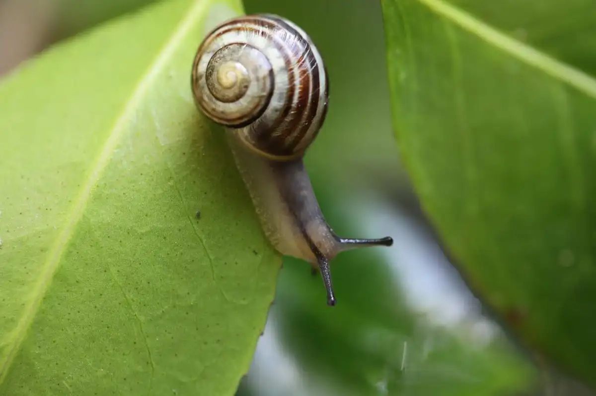 Lumaca fotografata sulla vegetazione del giardino