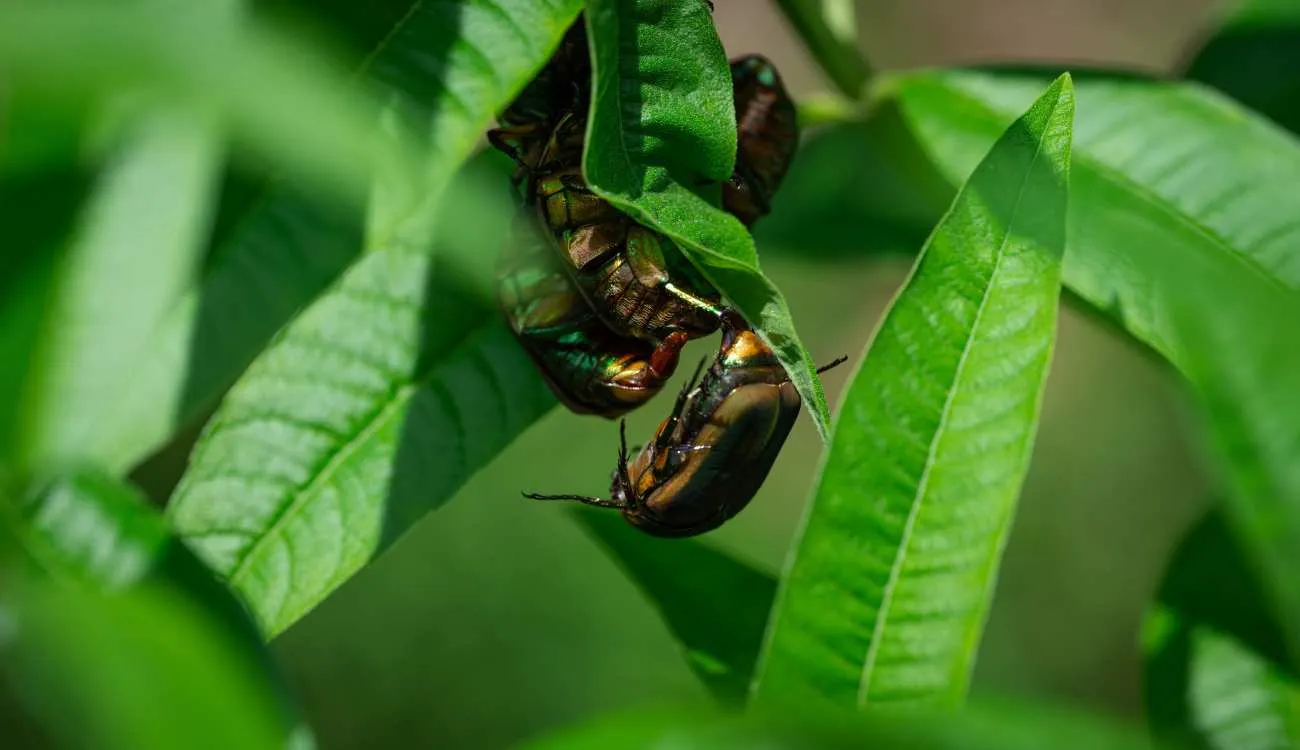 Coleottero osservato in natura, immagine illustrativa del maggiolino