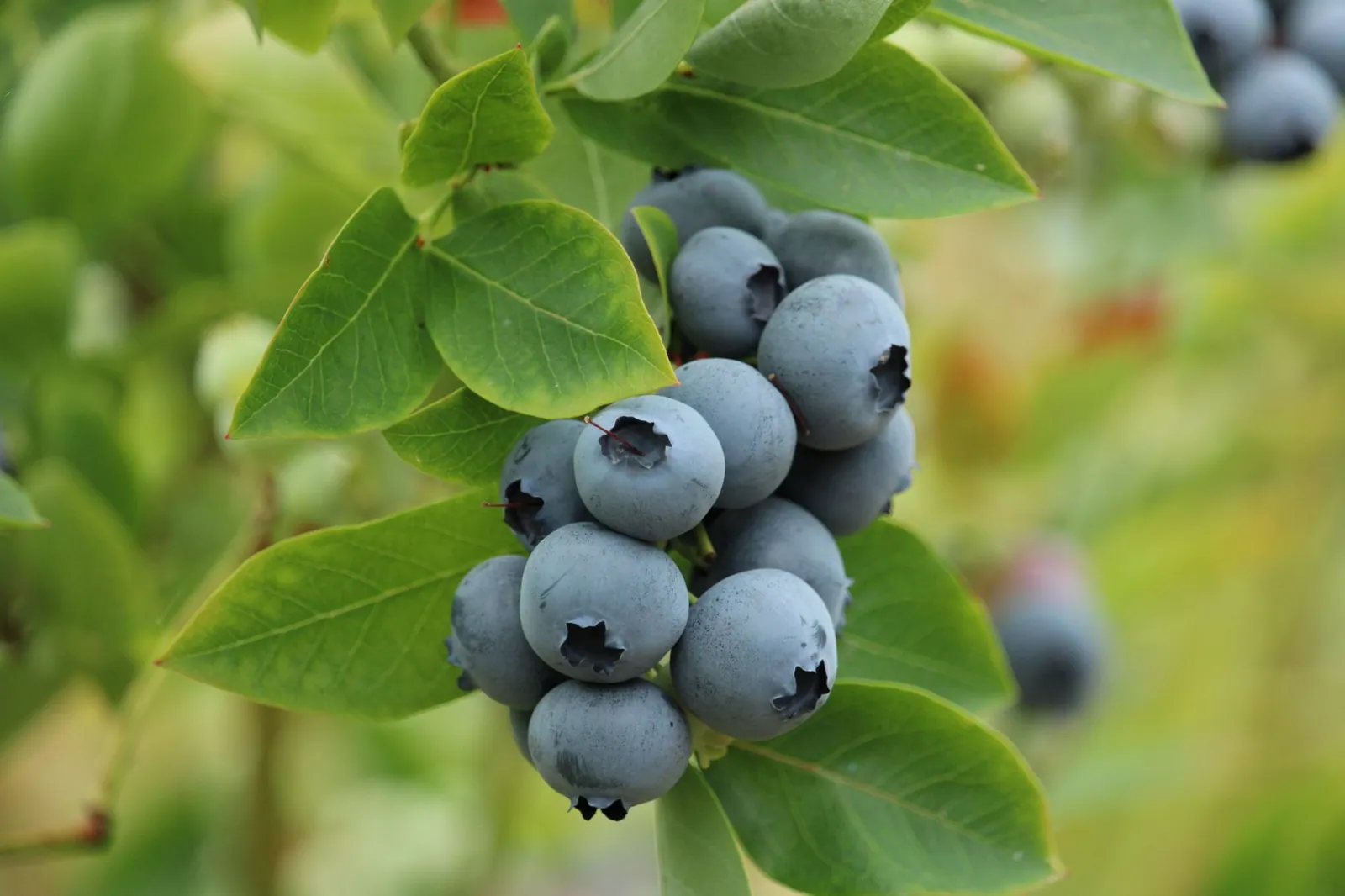 Pianta di mirtillo con foglie e frutti