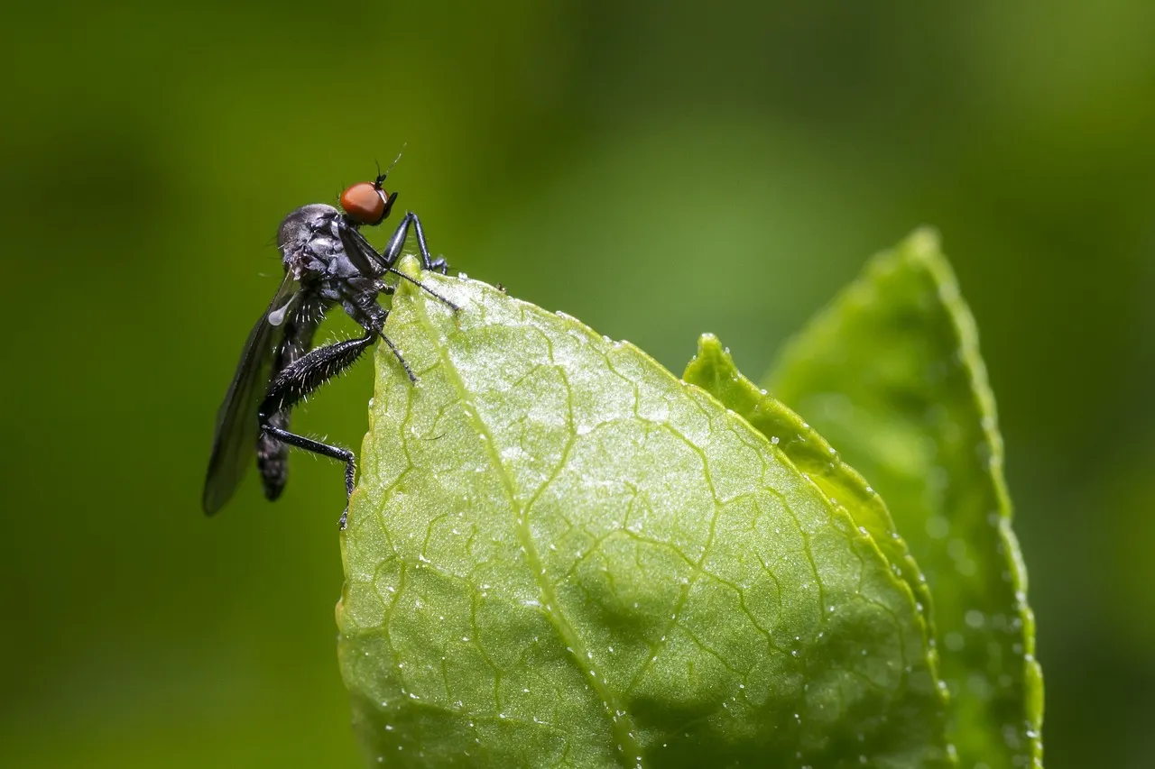 Mosca dell’olivo osservata da vicino