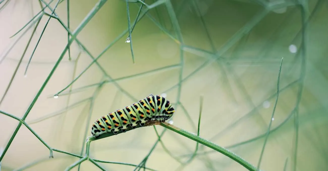Bruco osservato sulla vegetazione, immagine illustrativa delle larve di lepidotteri