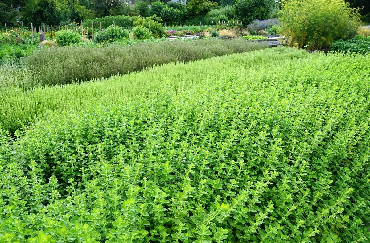 Pianta di origano coltivata con foglie e infiorescenze