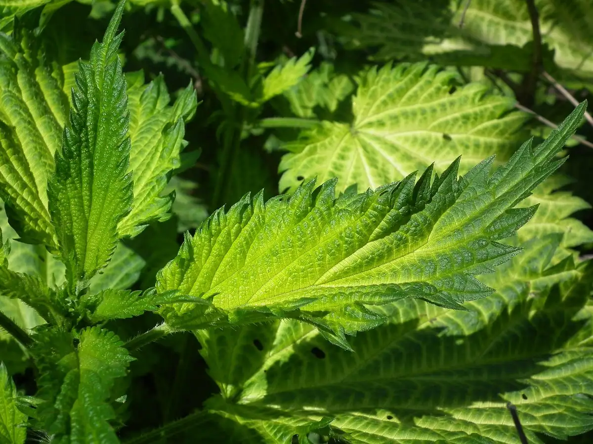 Foglie dentate di una pianta di ortica