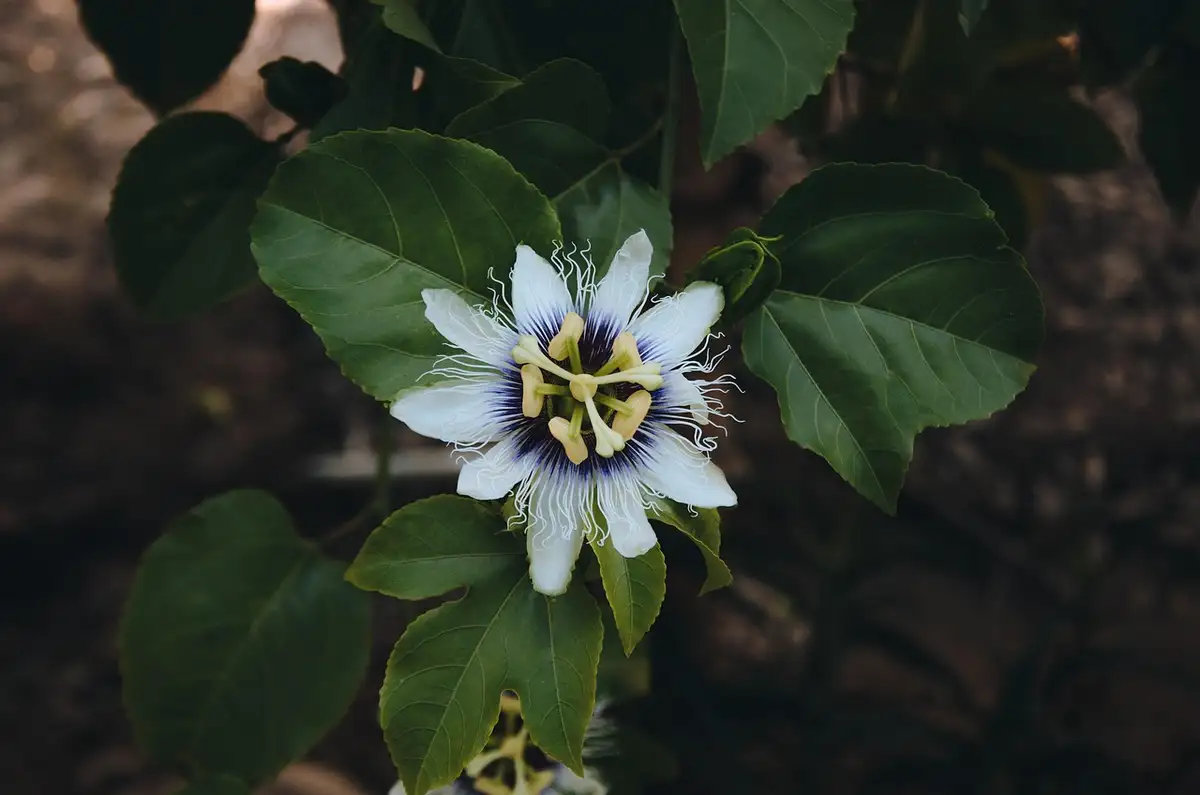 Fiore di passiflora sulla pianta rampicante