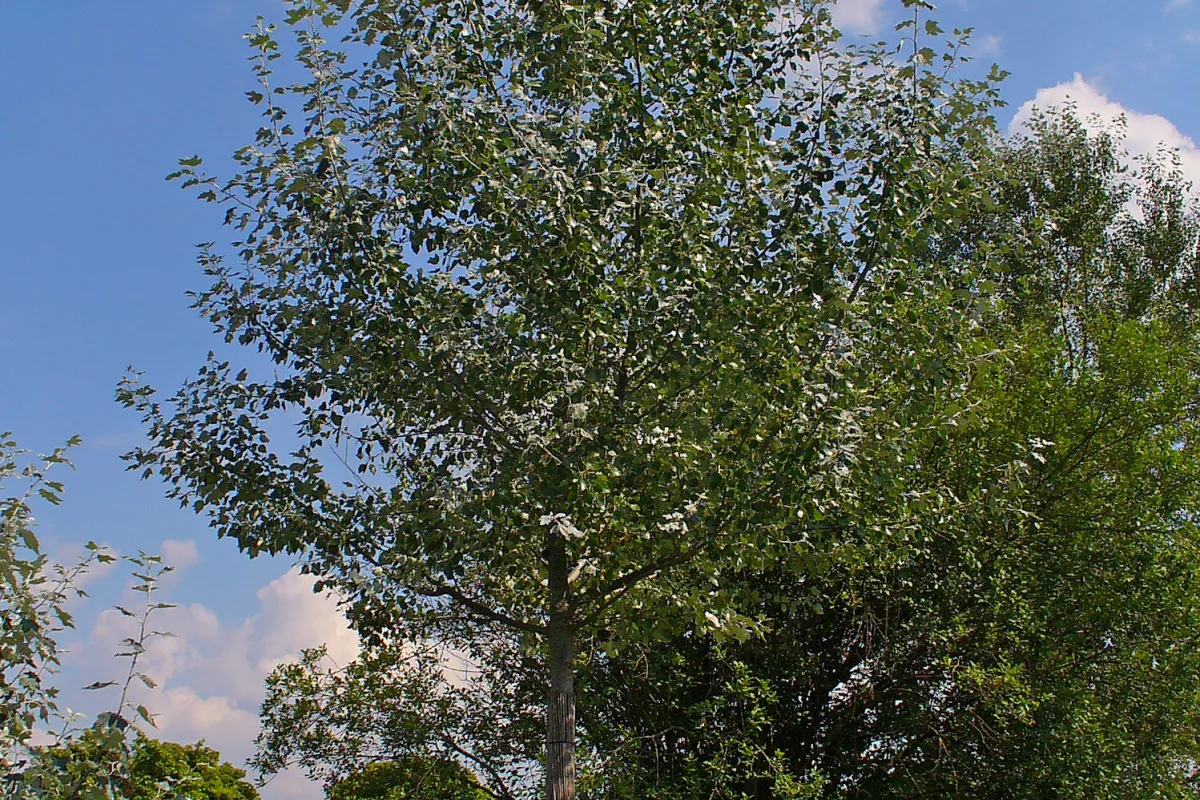 Pioppo bianco Populus alba adulto fotografato all’aperto
