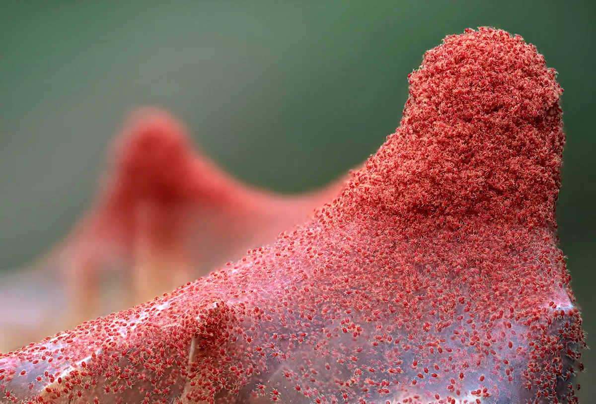 Ragnetti rossi Tetranychus urticae fotografati da vicino su una pianta