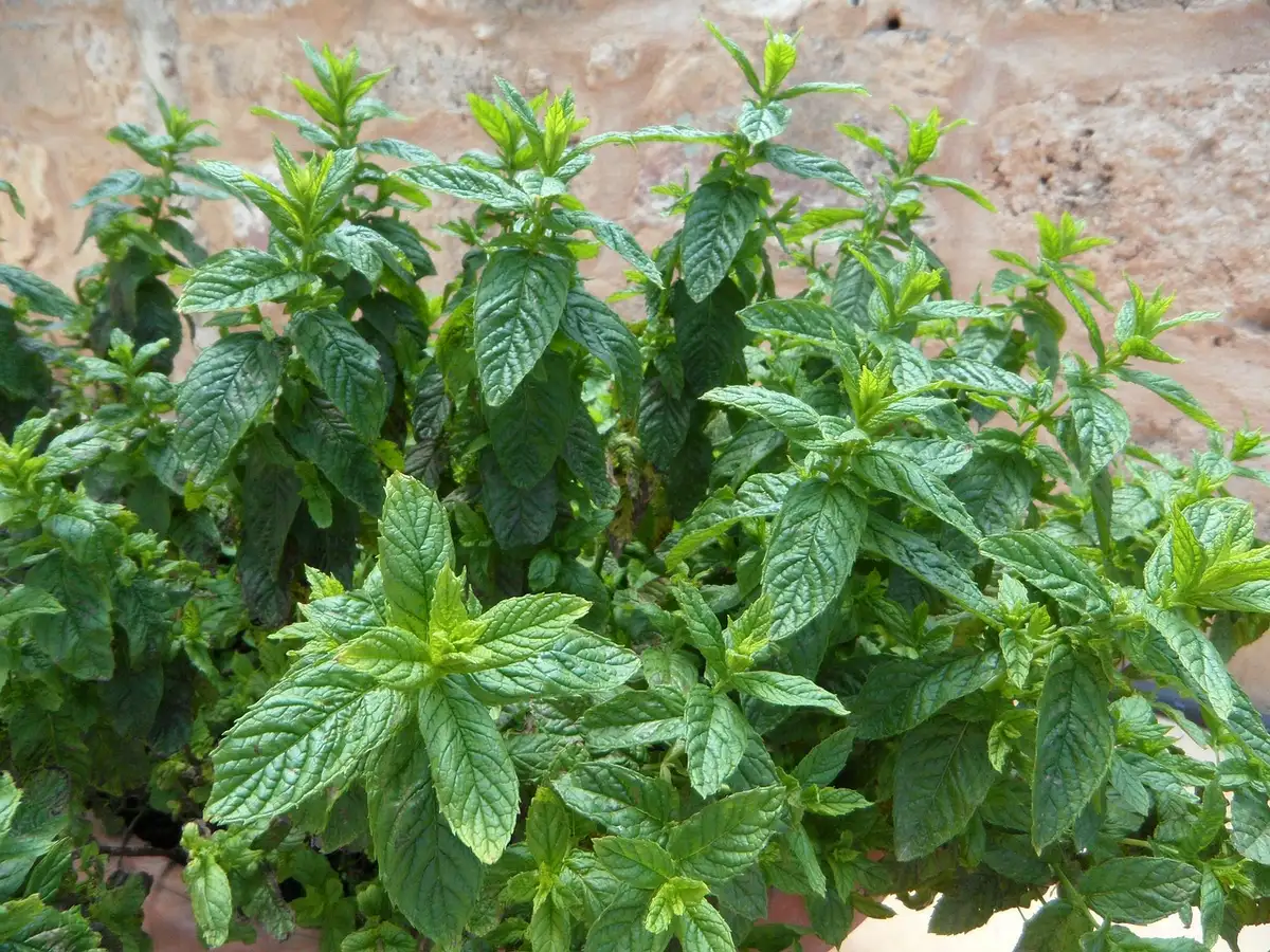Foglie di stevia su una pianta coltivata
