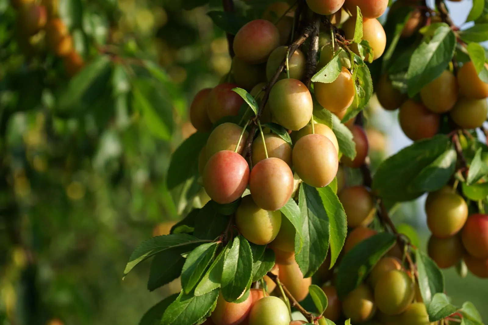 Susine mature sui rami di un albero di susino