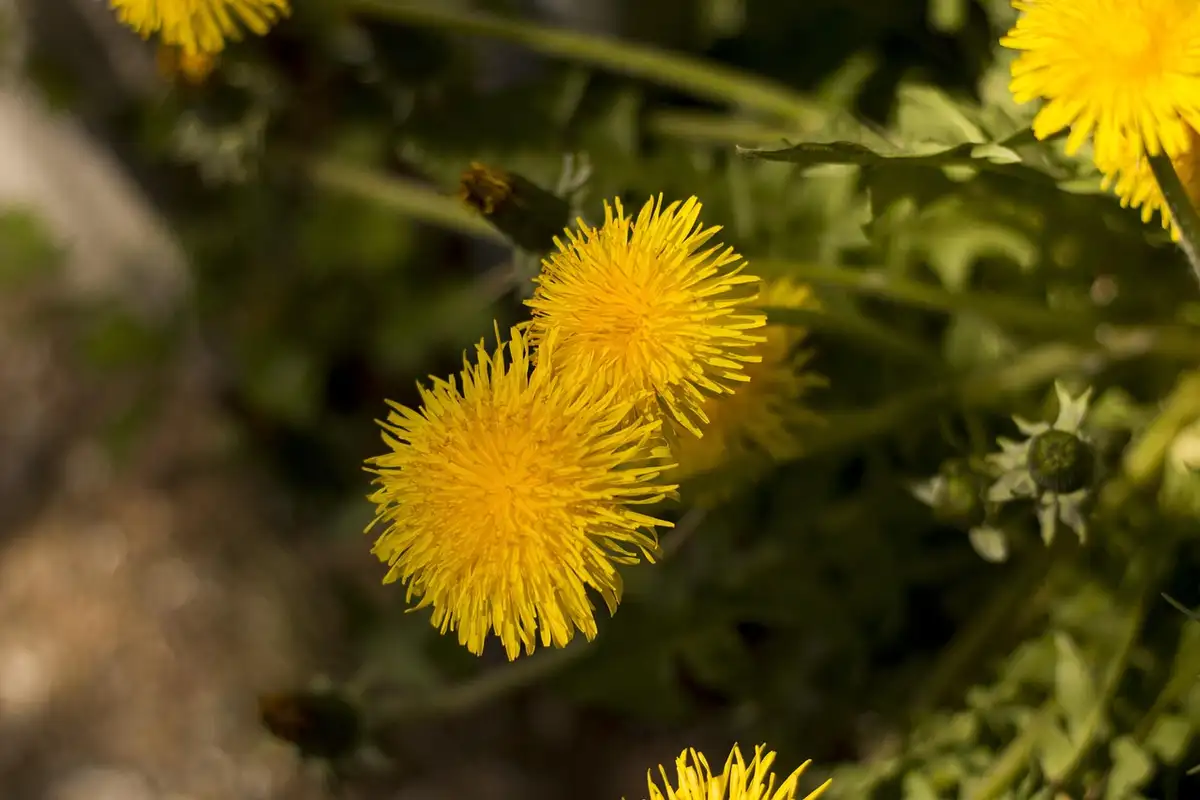 Tarassaco con fiori gialli e vegetazione spontanea