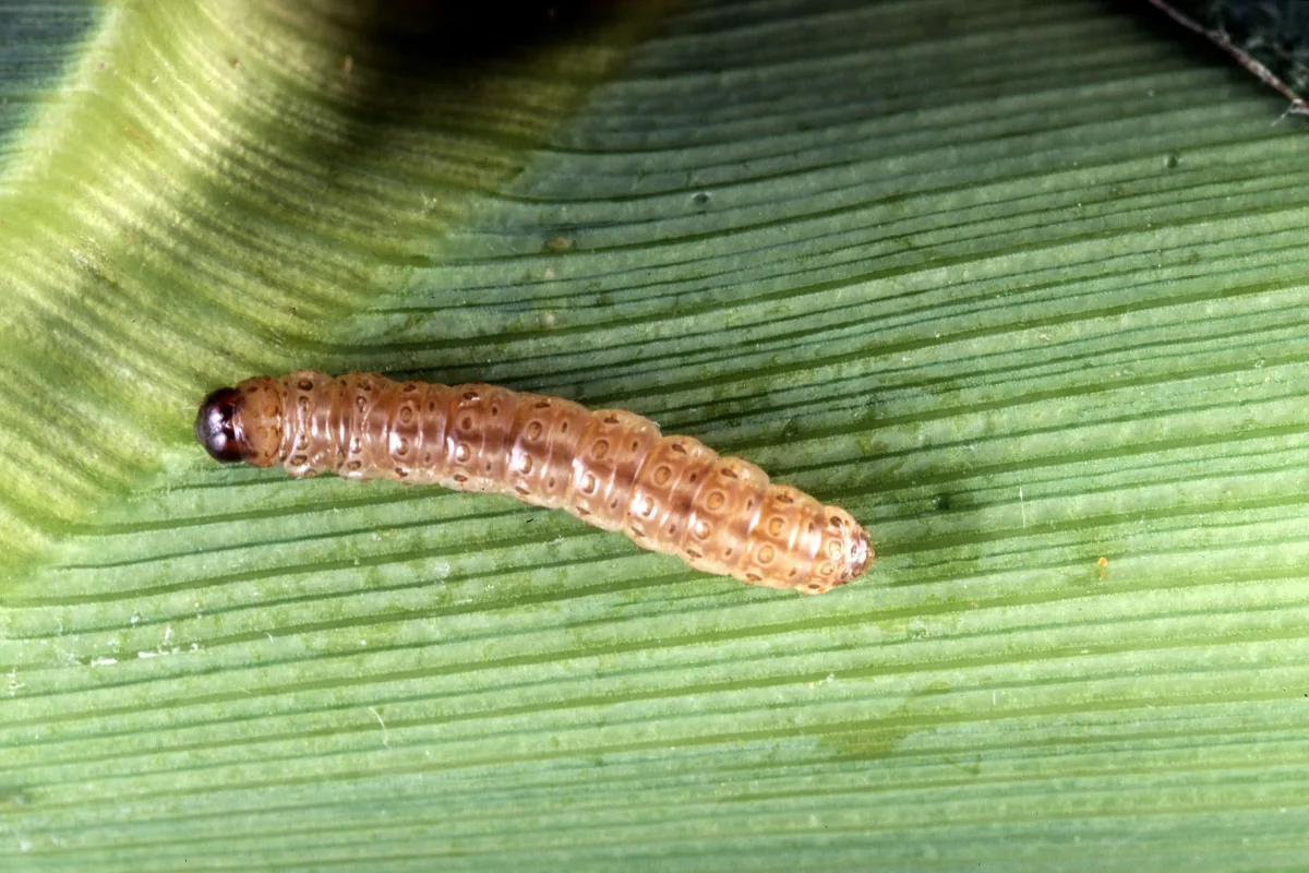 Larva della piralide del mais Ostrinia nubilalis fotografata da vicino