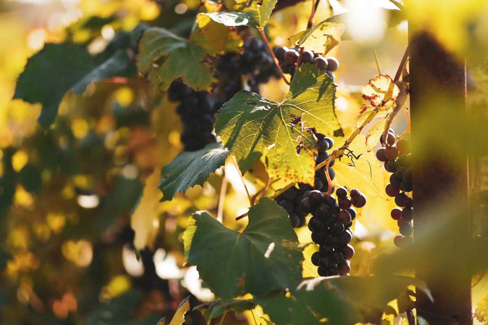 Grappoli di uva che maturano sulla vite