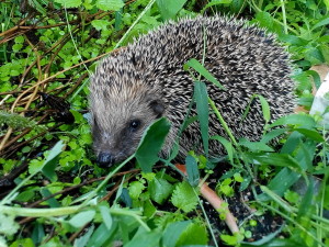 riccio nell'orto sinergico